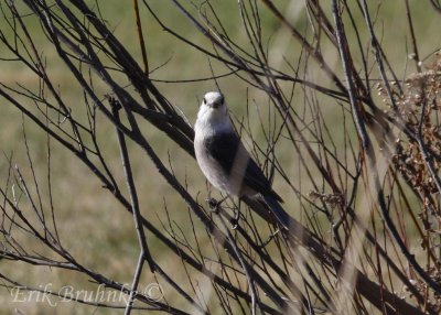 Gray Jay