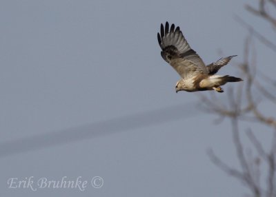 Rough-legged Hawk (light morph) hovering