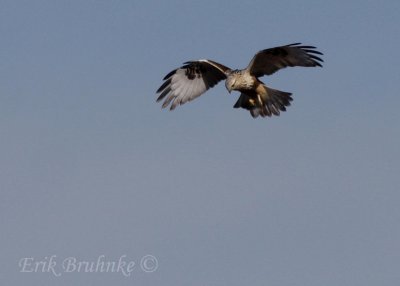 Rough-legged Hawk (light morph) hovering