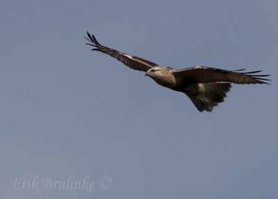 Rough-legged Hawk (light morph)