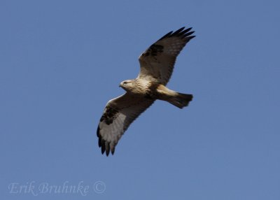Rough-legged Hawk (light morph)
