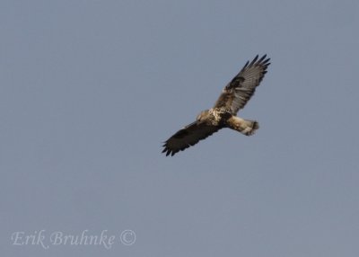 Rough-legged Hawk (light morph)