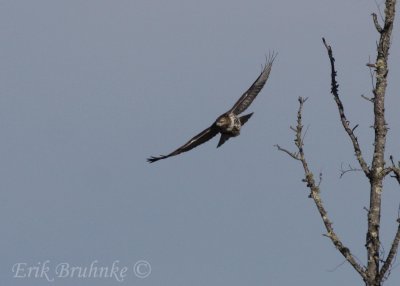 Red-tailed Hawk