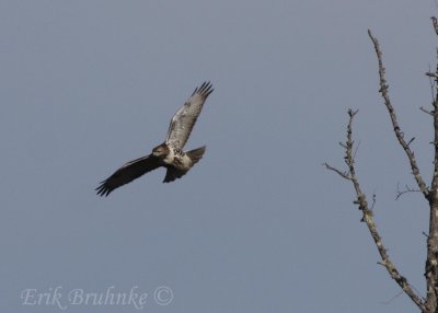 Red-tailed Hawk