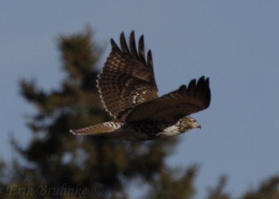 Red-tailed Hawk