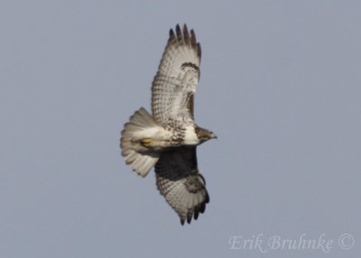 Red-tailed Hawk