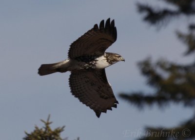 Red-tailed Hawk