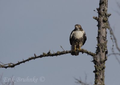 Red-tailed Hawk