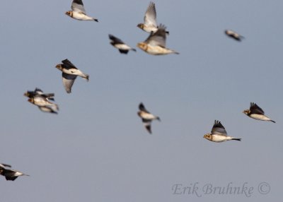 Snow Buntings!