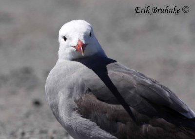 Adult breeding Heerman's Gull