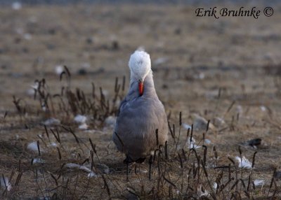 Adult breeding Heerman's Gull