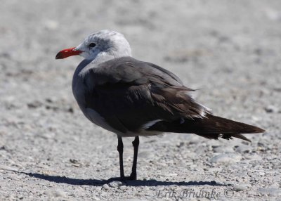 2nd/3rd cycle? Heerman's Gull