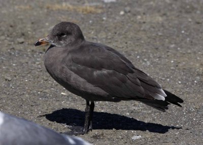 Second-cycle Heerman's Gull