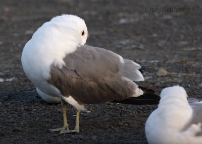 Adult breeding California Gull