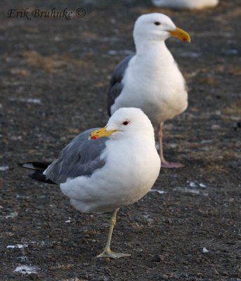 California Gull (breeding adult) in front of Western Gull (breeding adult)