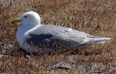 Adult Glaucous-winged Gull