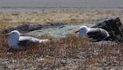 Adult Glaucous-winged Gull (L) next to Adult Western Gull (R)