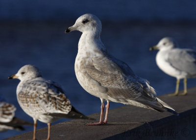 Iceland Gull x Thayer's Gull hybrid?