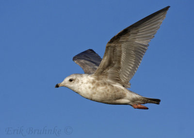 Iceland Gull x Thayer's Gull hybrid?