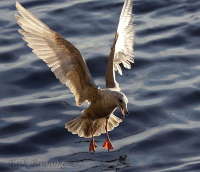 Iceland Gull