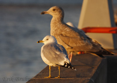 Adult Ring-billed Gull in front of Herring x Glaucous Hybrid (Nelson's Gull)?