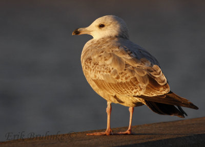 Herring Gull (2nd cycle)