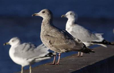 Ring-billed Gulls front, Herring Gull back - middle gull? Same bird as previous photo