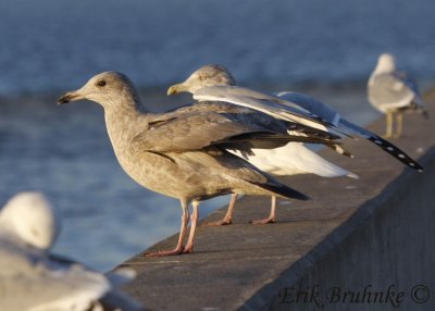 Odd gull (Nelson's?) with Herring Gull