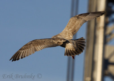 Odd gull... Thayer's Gull, Herring Gull or other?