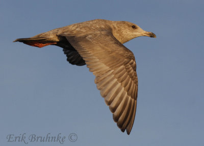 Odd gull... Thayer's Gull, Herring Gull or other?