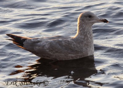 Herring Gull?