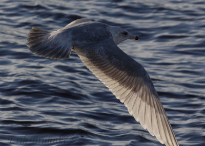 Iceland Gull x Thayer's Gull hybrid?