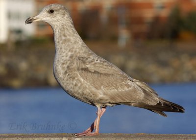 Herring Gull with pale tertials?