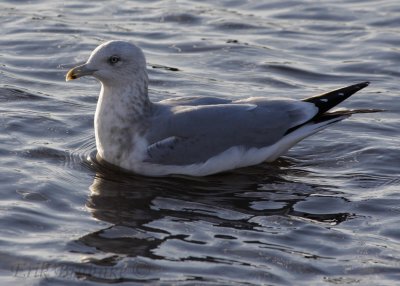 Herring Gull with short bill