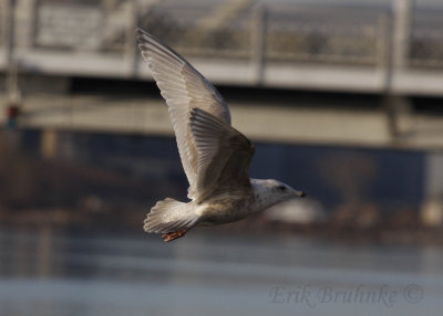 Iceland Gull x Thayer's Gull hybrid?