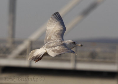 Iceland Gull x Thayer's Gull hybrid?