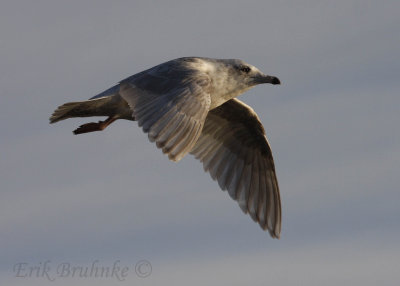 Iceland Gull