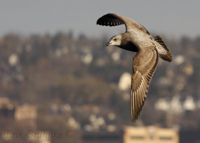 Juvenile/1st Winter Herring Gull