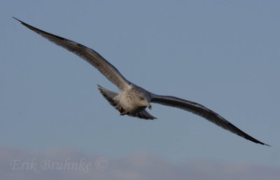 Herring Gull head on!