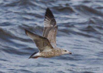 Herring Gull (very pale)