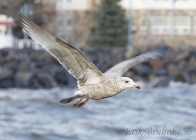 Herring Gull (very pale) same bird