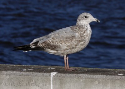 Herring Gull