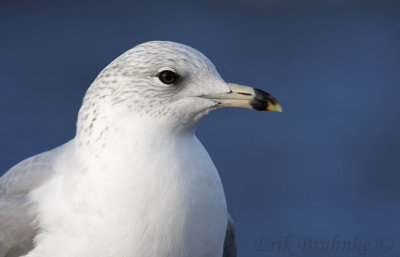 Ring-billed Gull (2nd cycle with dark eye and pink base of bill)