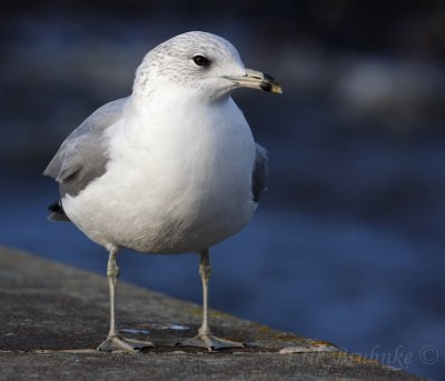 Ring-billed Gull 2nd cycle