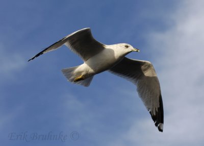 Ring-billed Gull