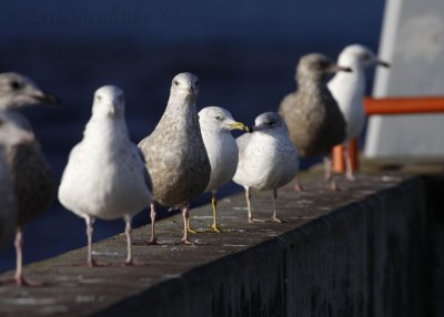 Herring Gulls, Ring-billed Gulls, and see note underneath for 2nd-to-right bird