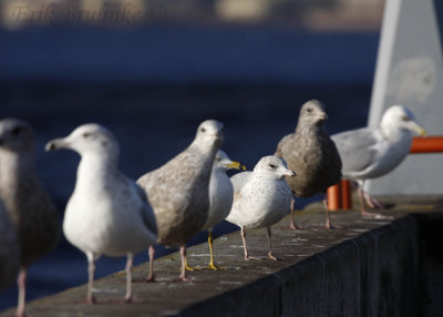 Herring Gulls, Ring-billed Gulls, and odd  2nd-to-right gull