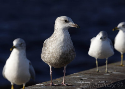 Iceland Gulls among Ring-billed Gulls