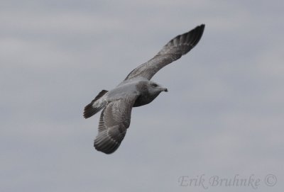 Herring Gull