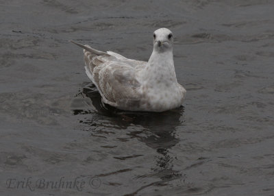 Iceland Gull x Thayer's Gull hybrid?